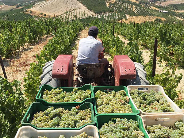 Ixsir Winery Batroun